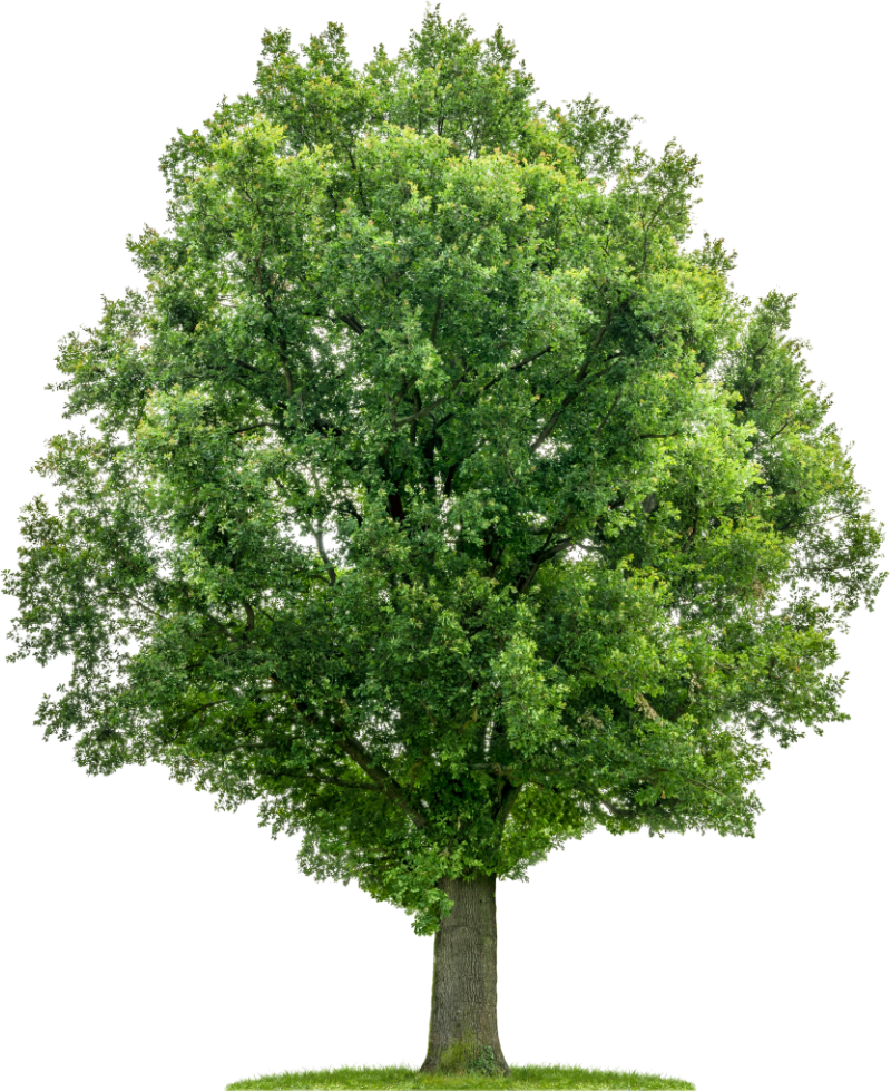 Arbre réaliste
